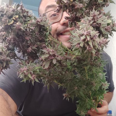 🟢 Auto Bloody fruit grape 🍇 growlog timeline photo