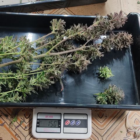 🔴 Auto Black Bird  growlog timeline photo