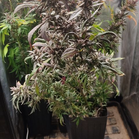 🔴 Auto Black Bird  growlog timeline photo