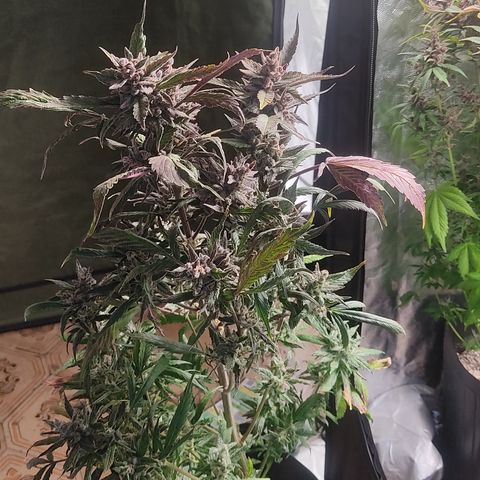 🔴 Auto Black Bird  growlog timeline photo