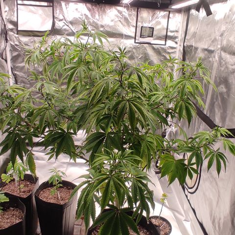 🔵 Foto Tropical Scout  growlog timeline photo