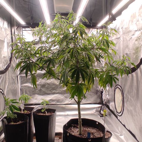 🔵 Foto Tropical Scout  growlog timeline photo