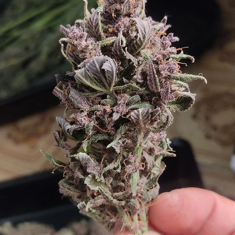 🟢 Auto Bloody fruit grape 🍇 growlog photo: Bandeja 1