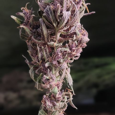 🟢 Auto Bloody fruit grape 🍇 growlog photo: Bandeja 1