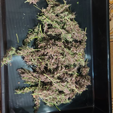 🟢 Auto Bloody fruit grape 🍇 growlog photo: Bandeja 1