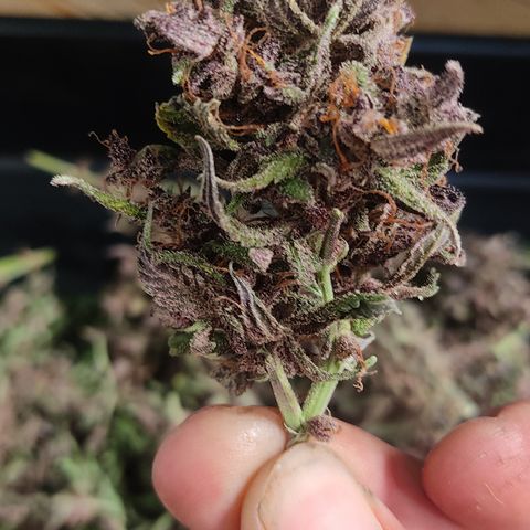 🟢 Auto Bloody fruit grape 🍇 growlog photo: Bandeja 1