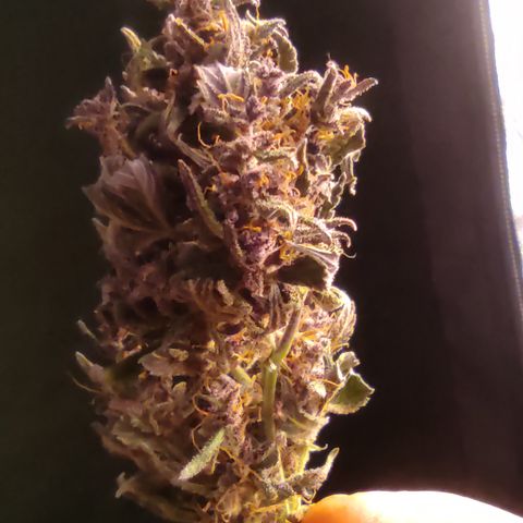 🟢 Auto Bloody fruit grape 🍇 growlog photo: Bandeja 1