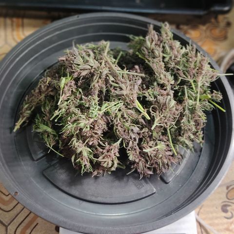 🟢 Auto Bloody fruit grape 🍇 growlog photo: Bandeja 1