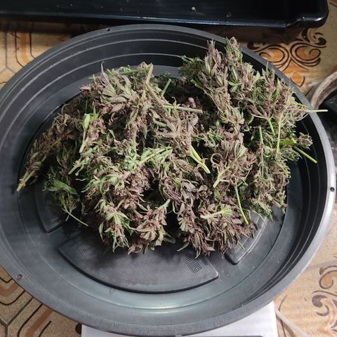 🟢 Auto Bloody fruit grape 🍇 growlog photo: Bandeja 1