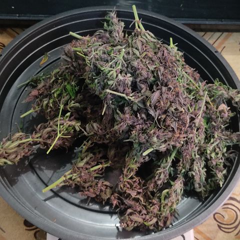 🔴 Auto Black Bird 2 growlog timeline photo