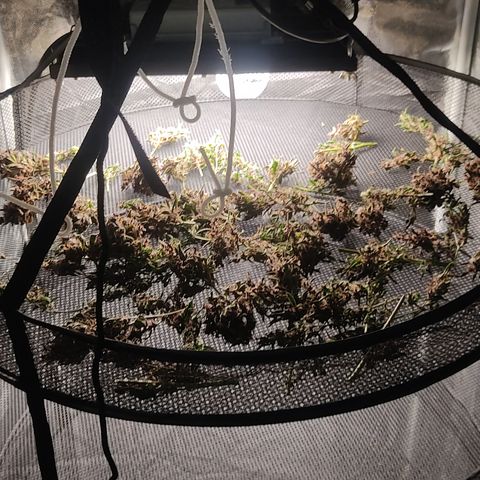 🟢 Auto Bloody fruit grape 🍇 growlog photo: Bandeja 1
