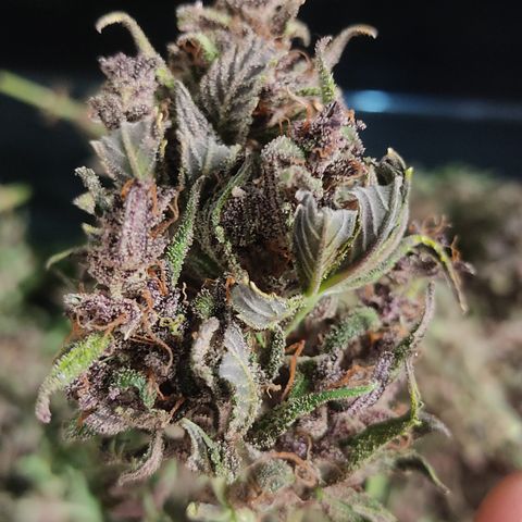 🟢 Auto Bloody fruit grape 🍇 growlog photo: Bandeja 1