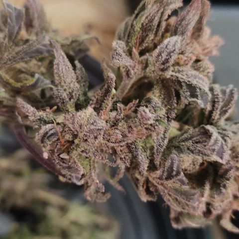 🔴 Auto Black Bird  growlog timeline photo