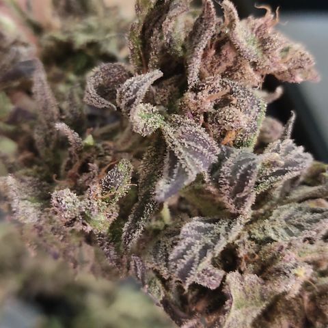 🔴 Auto Black Bird  growlog timeline photo