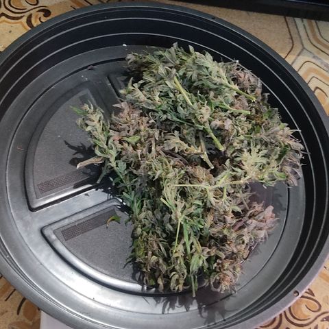 🔴 Auto Black Bird  growlog timeline photo