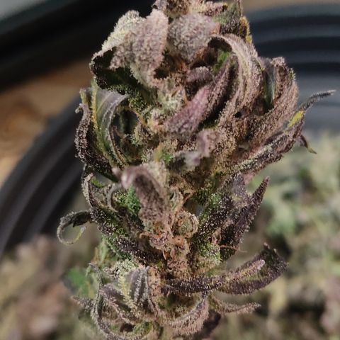 🔴 Auto Black Bird  growlog timeline photo
