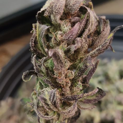 🔴 Auto Black Bird  growlog timeline photo