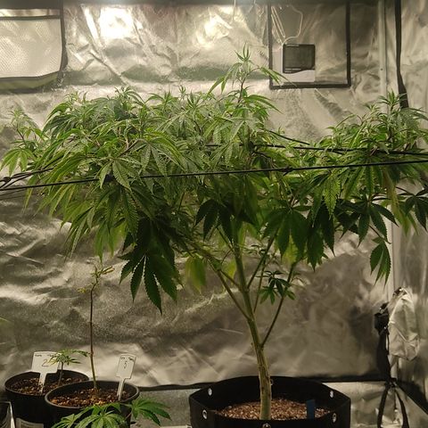 🔵 Foto Tropical Scout  growlog timeline photo