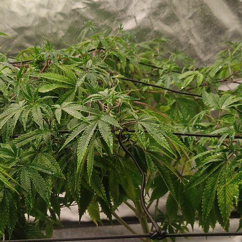 🔵 Foto Tropical Scout  growlog timeline photo