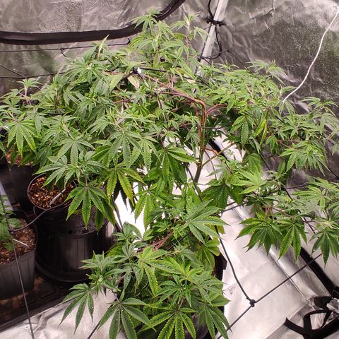 🔵 Foto Tropical Scout  growlog timeline photo
