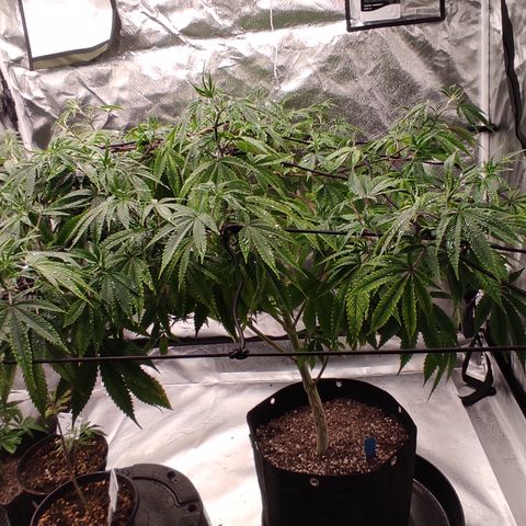 🔵 Foto Tropical Scout  growlog timeline photo