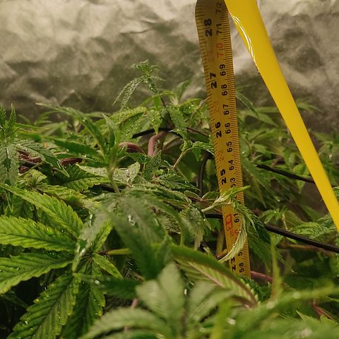 🔵 Foto Tropical Scout  growlog timeline photo