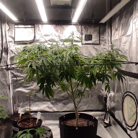 🔵 Foto Tropical Scout  growlog timeline photo