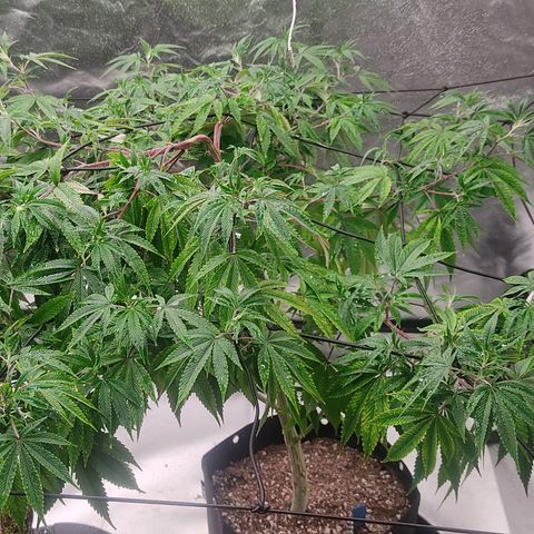 🔵 Foto Tropical Scout  growlog timeline photo