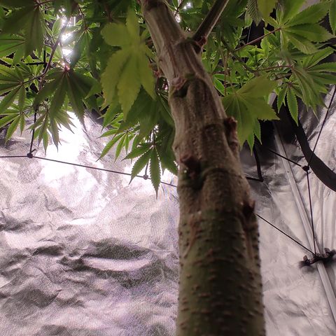 🔵 Foto Tropical Scout  growlog timeline photo