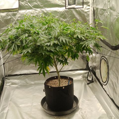 🔵 Foto Tropical Scout  growlog timeline photo