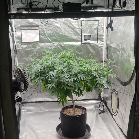 🔵 Foto Tropical Scout  growlog timeline photo