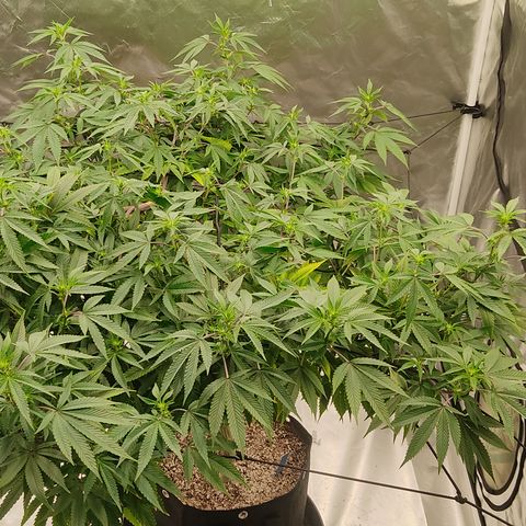 🔵 Foto Tropical Scout  growlog timeline photo