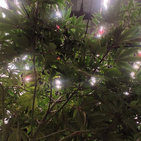🔵 Foto Tropical Scout  growlog timeline photo
