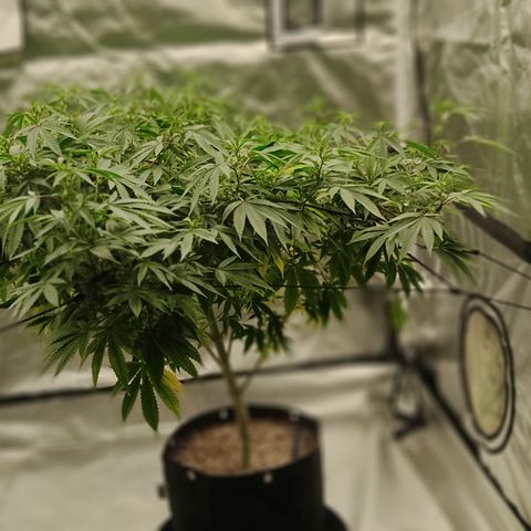 🔵 Foto Tropical Scout  growlog timeline photo