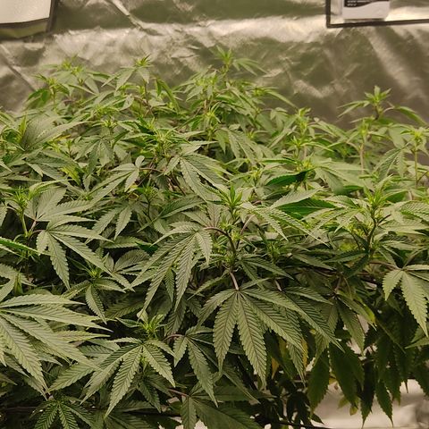 🔵 Foto Tropical Scout  growlog timeline photo