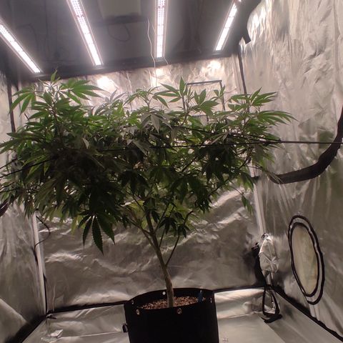 🔵 Foto Tropical Scout  growlog timeline photo