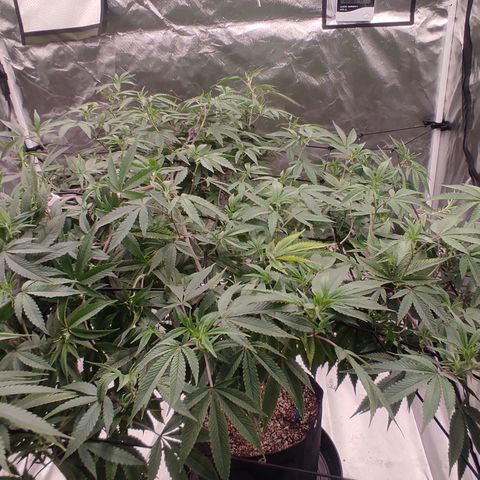 🔵 Foto Tropical Scout  growlog timeline photo