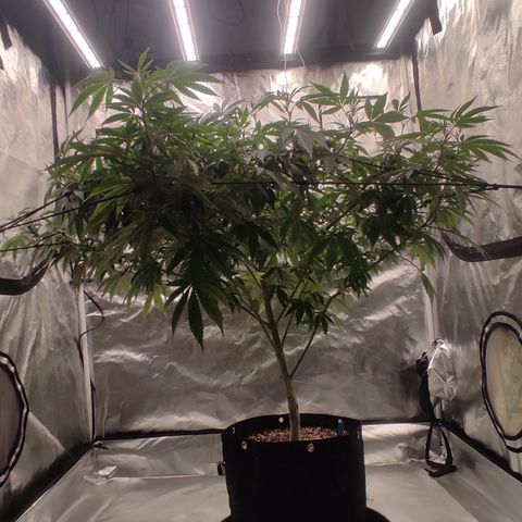 🔵 Foto Tropical Scout  growlog timeline photo