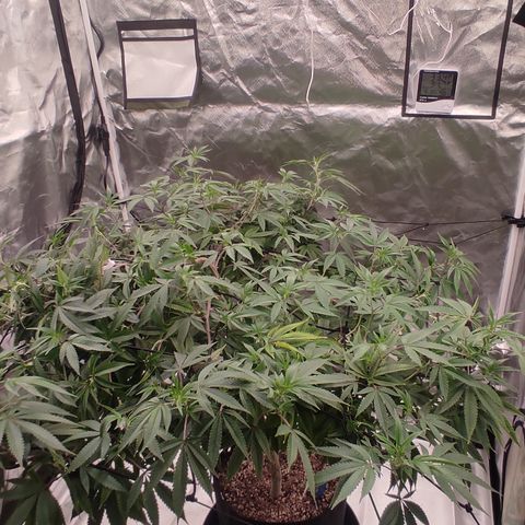 🔵 Foto Tropical Scout  growlog timeline photo