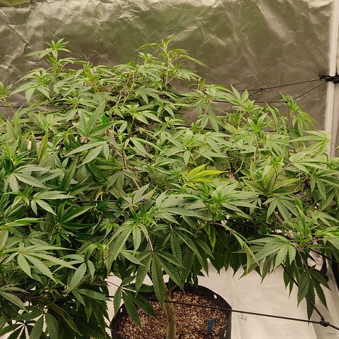 🔵 Foto Tropical Scout  growlog timeline photo