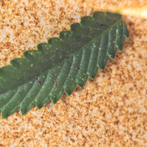 🔵 Foto Tropical Scout  growlog timeline photo