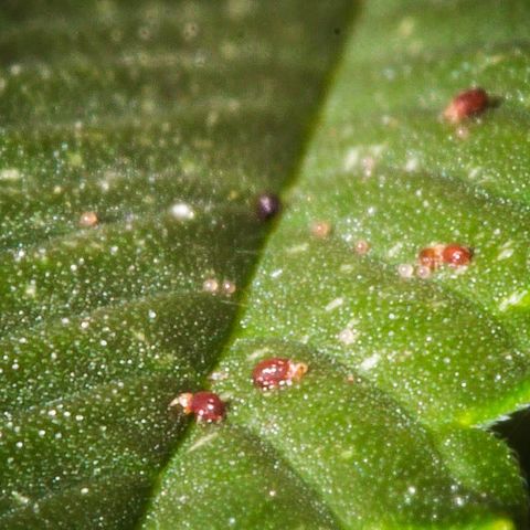 🔵 Foto Tropical Scout  growlog timeline photo