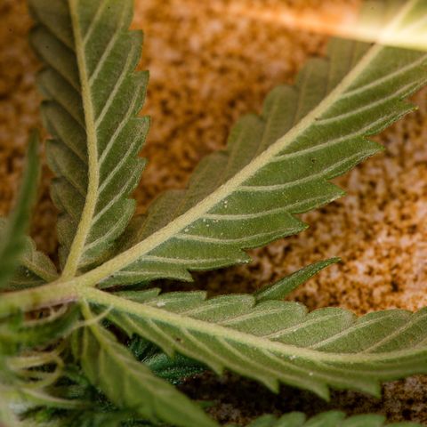 🔵 Foto Tropical Scout  growlog timeline photo