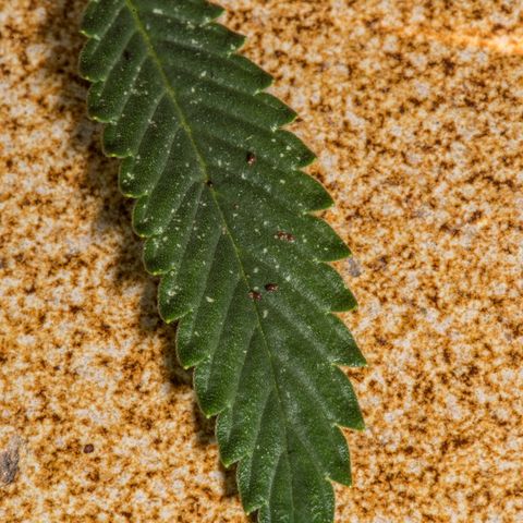🔵 Foto Tropical Scout  growlog timeline photo