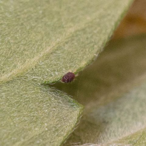 🔵 Foto Tropical Scout  growlog timeline photo