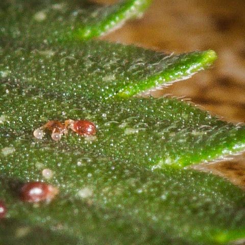 🔵 Foto Tropical Scout  growlog timeline photo