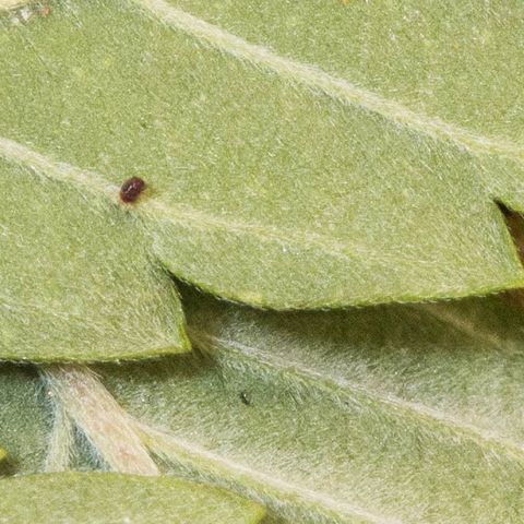 🔵 Foto Tropical Scout  growlog timeline photo