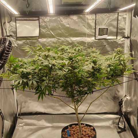 🔵 Foto Tropical Scout  growlog timeline photo