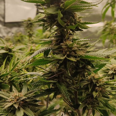 🔵 Foto Tropical Scout  growlog timeline photo
