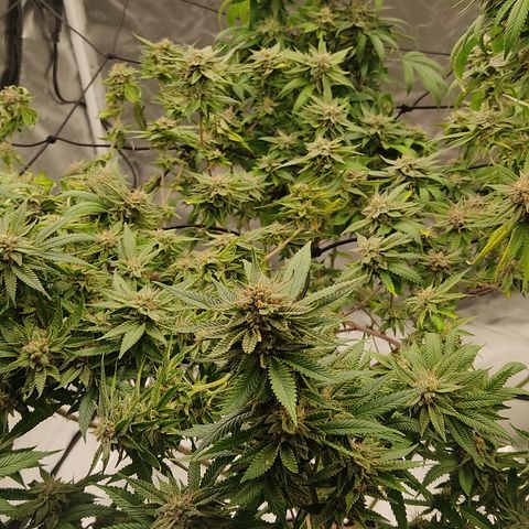 🔵 Foto Tropical Scout  growlog timeline photo